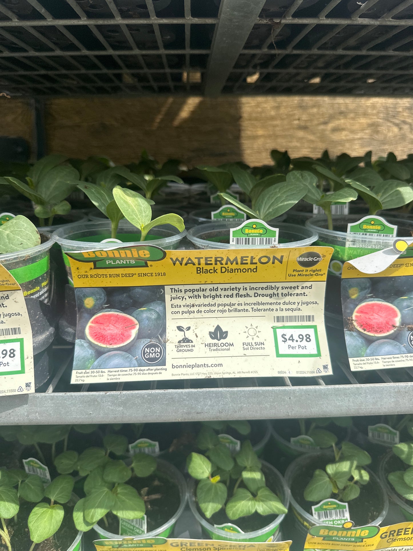 Bonnie Black Diamond Watermelon
