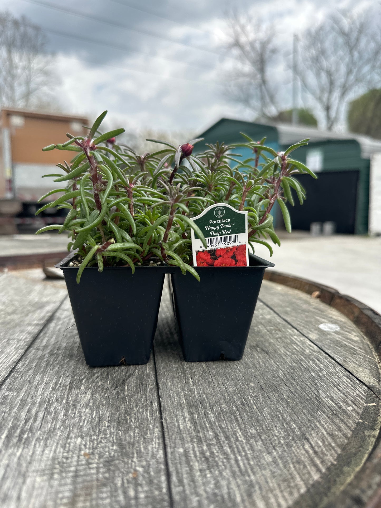 Portulaca Happy Trails Deep Red