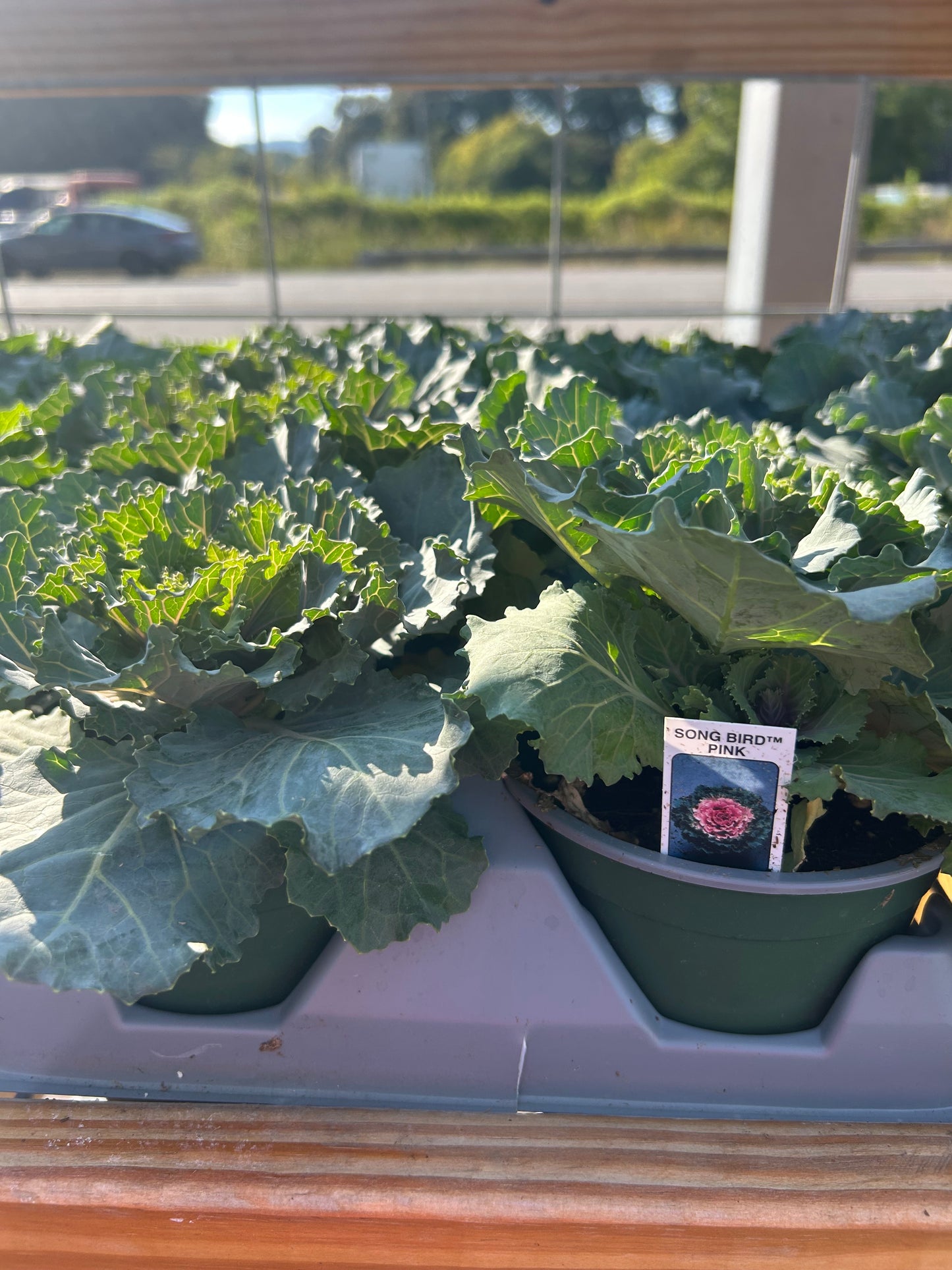 5” Ornamental Veggie