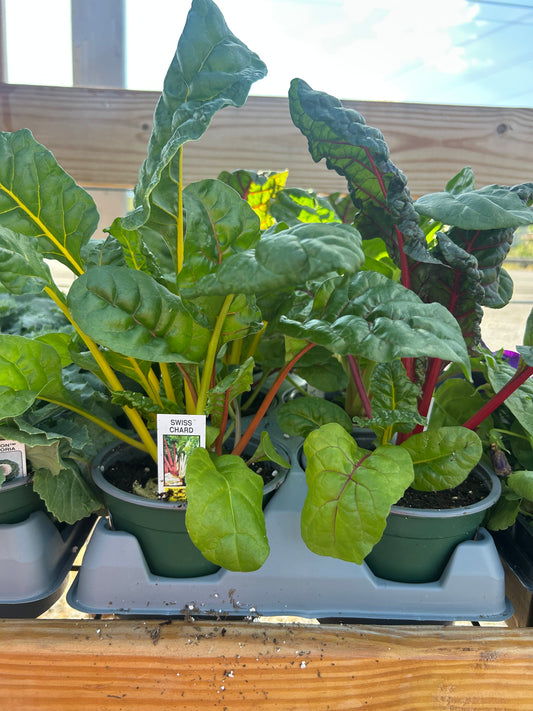 5” Ornamental Veggie
