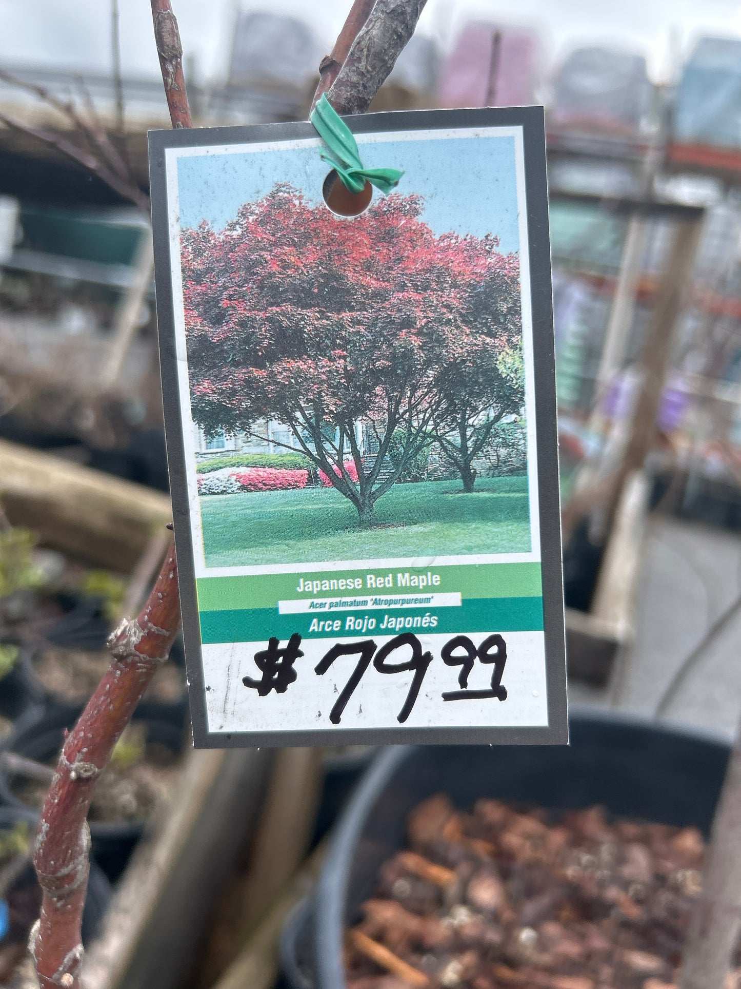 Arce rojo japonés