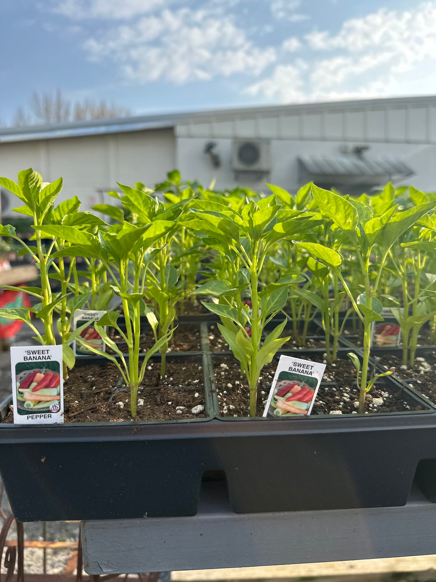 Sweet Banana Pepper 4 Pack