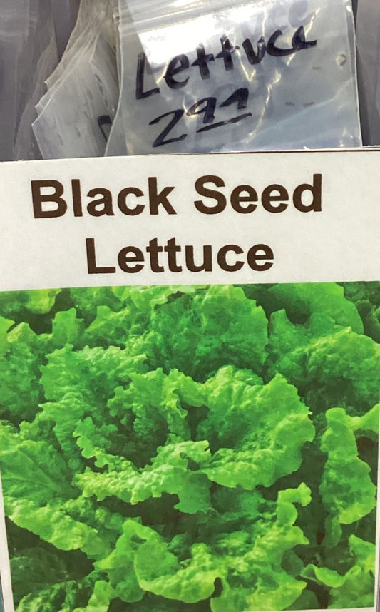 Black Seeded Simpson Lettuce