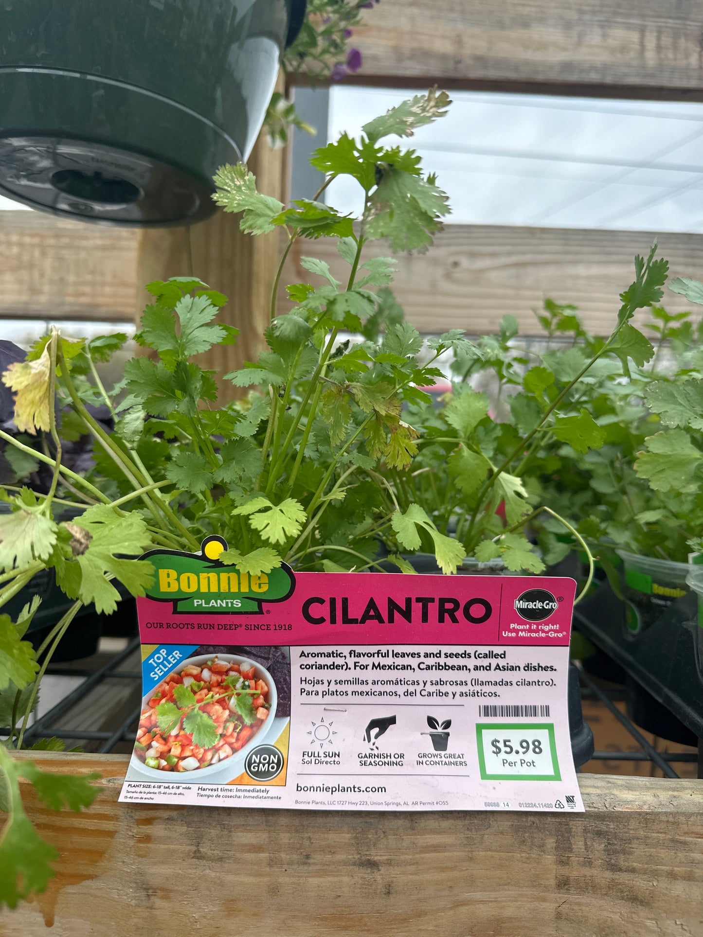 Bonnie Cilantro