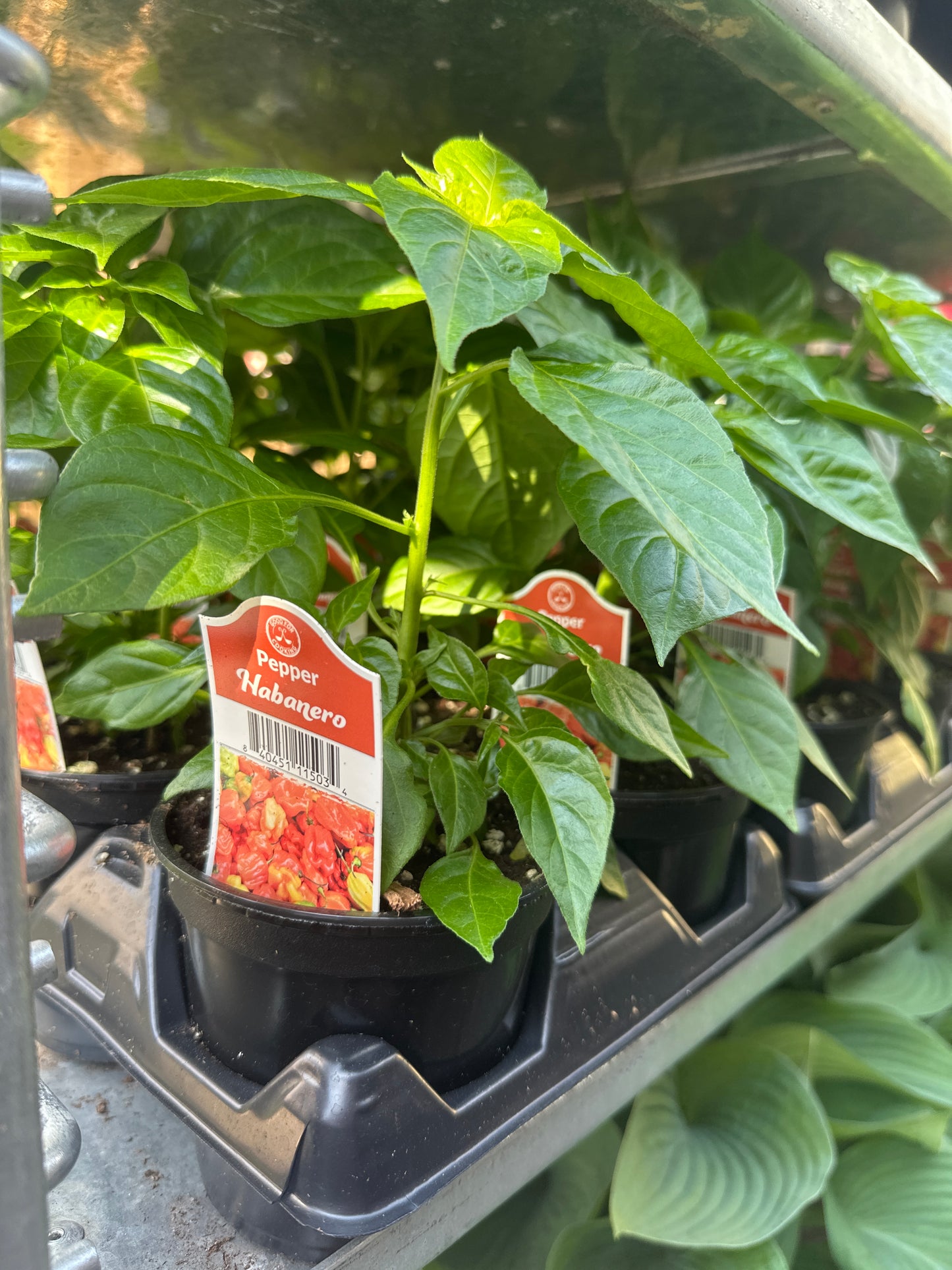 Habanero Cup