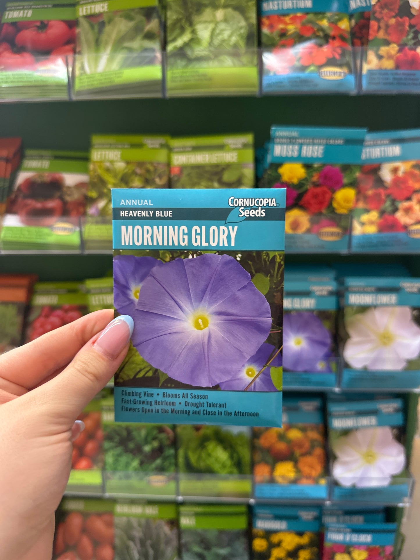 Heavenly Blue Morning Glory