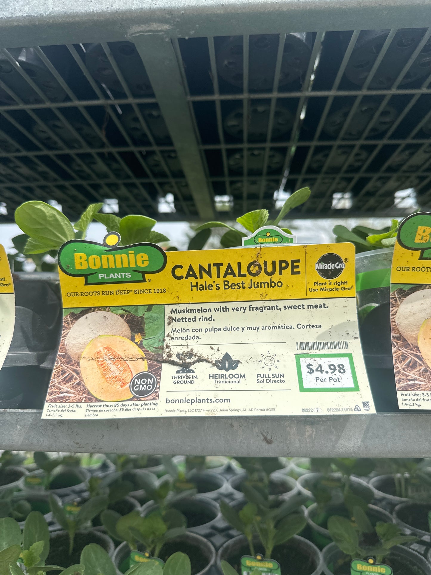 Bonnie Hales Best Jumbo Cantaloupe