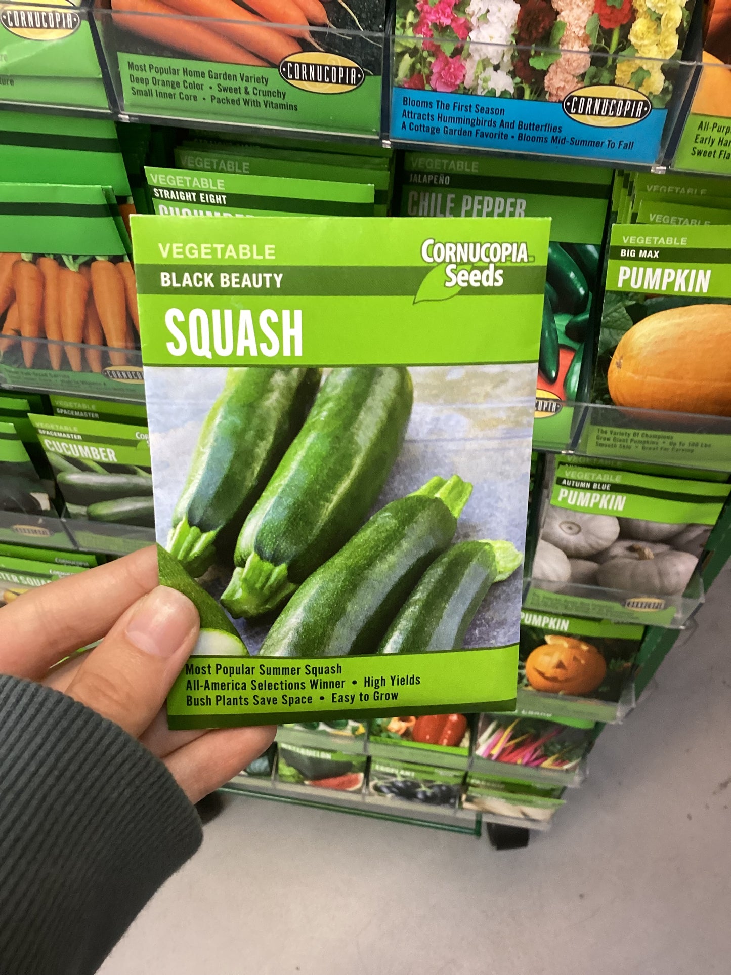 Black Beauty Squash