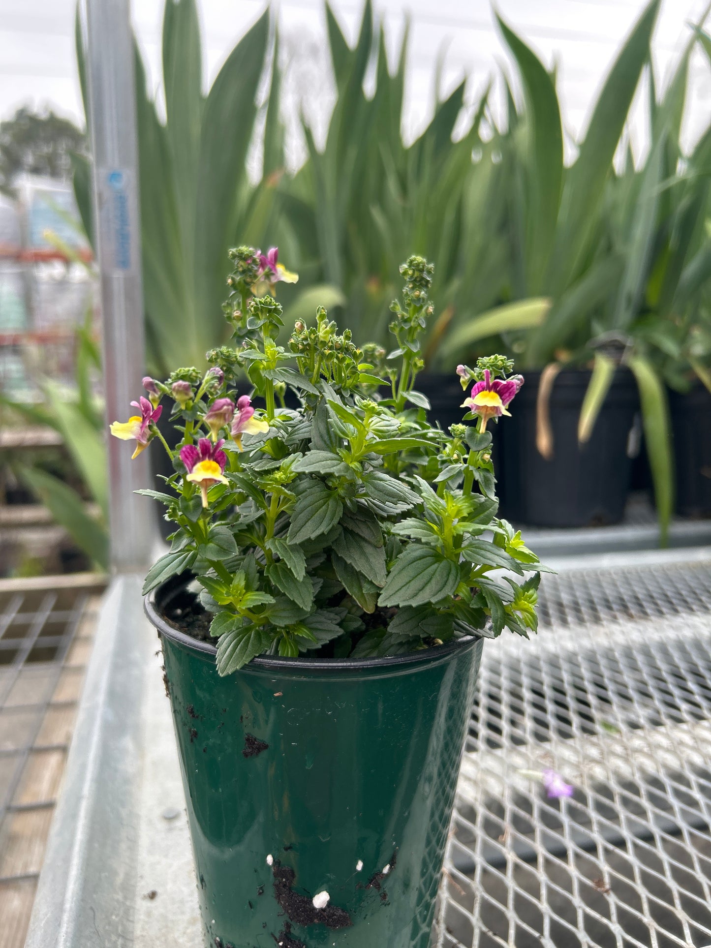 Nemesia ESCENTIAL Raspberry Lemonade