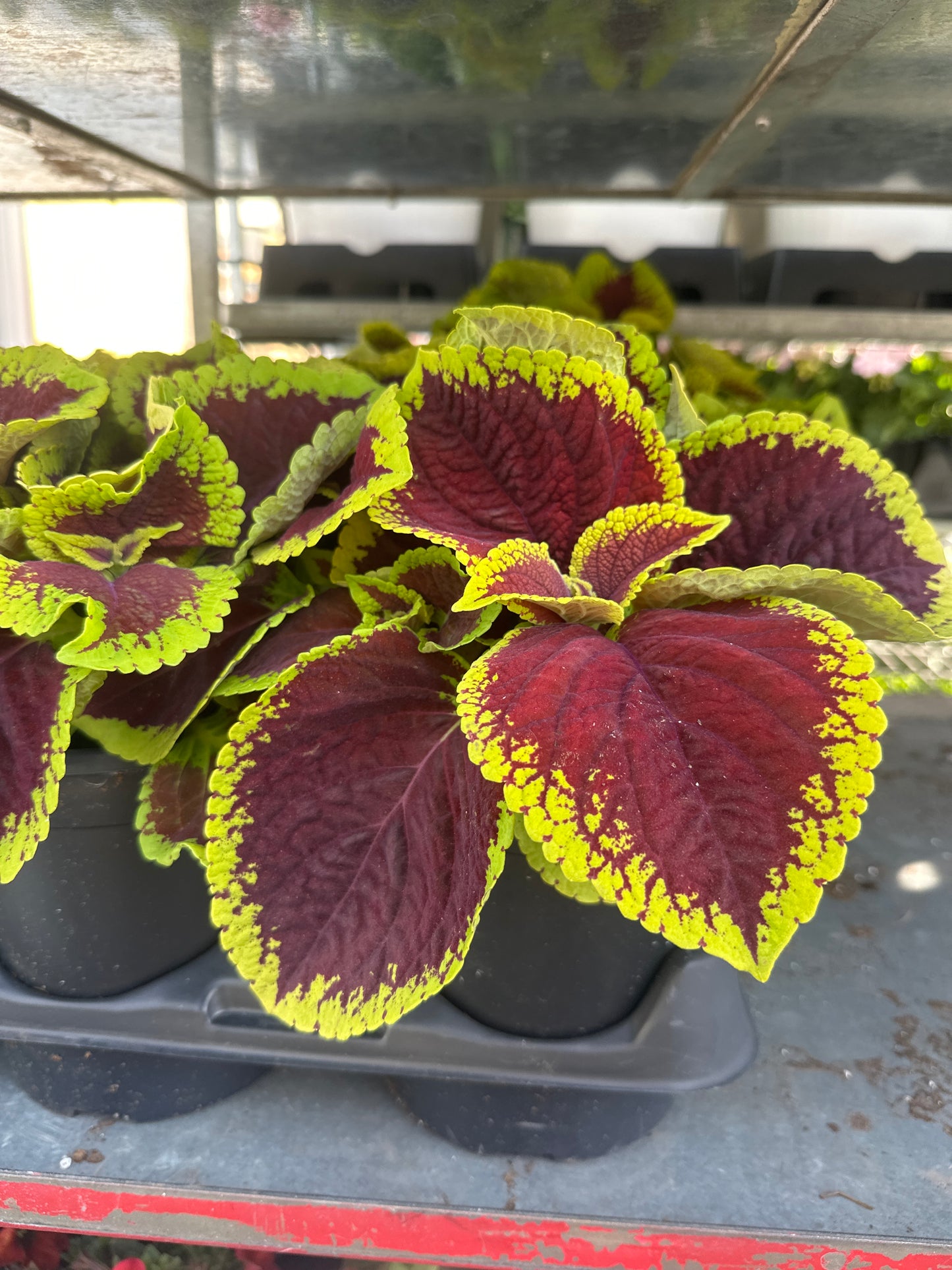Coleus Kong Jr Scarlet