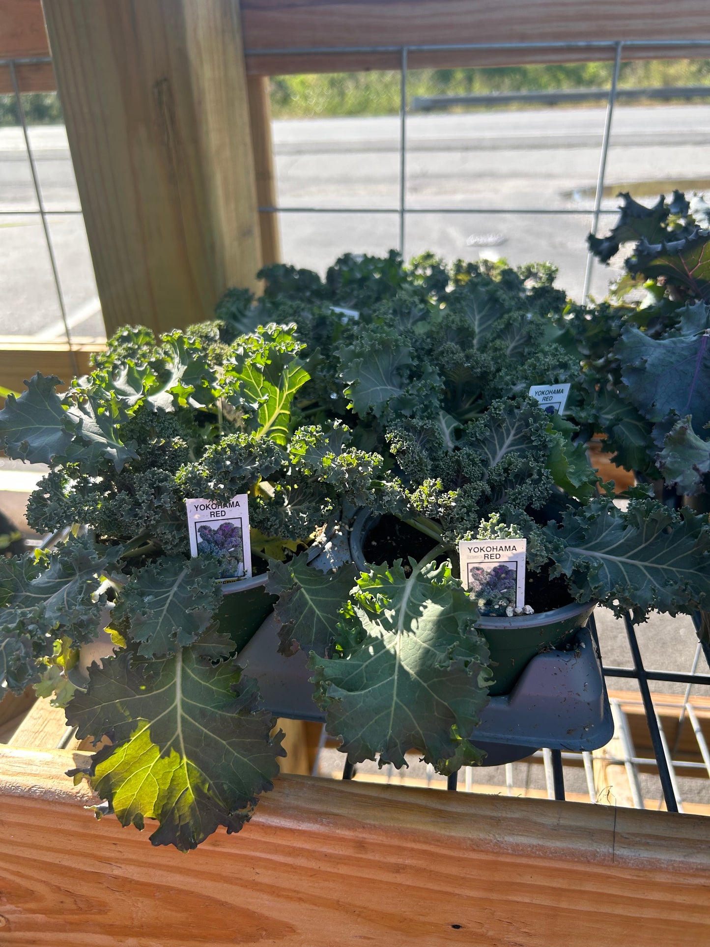 5” Ornamental Veggie