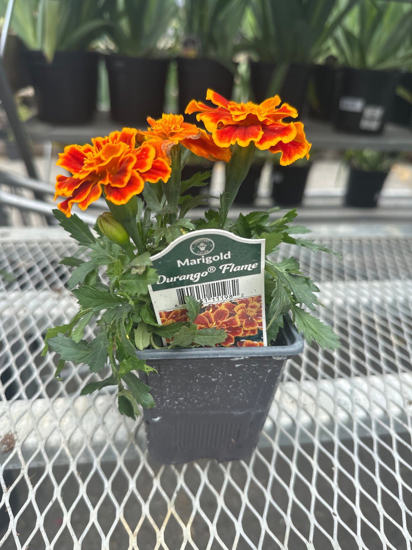 Marigold