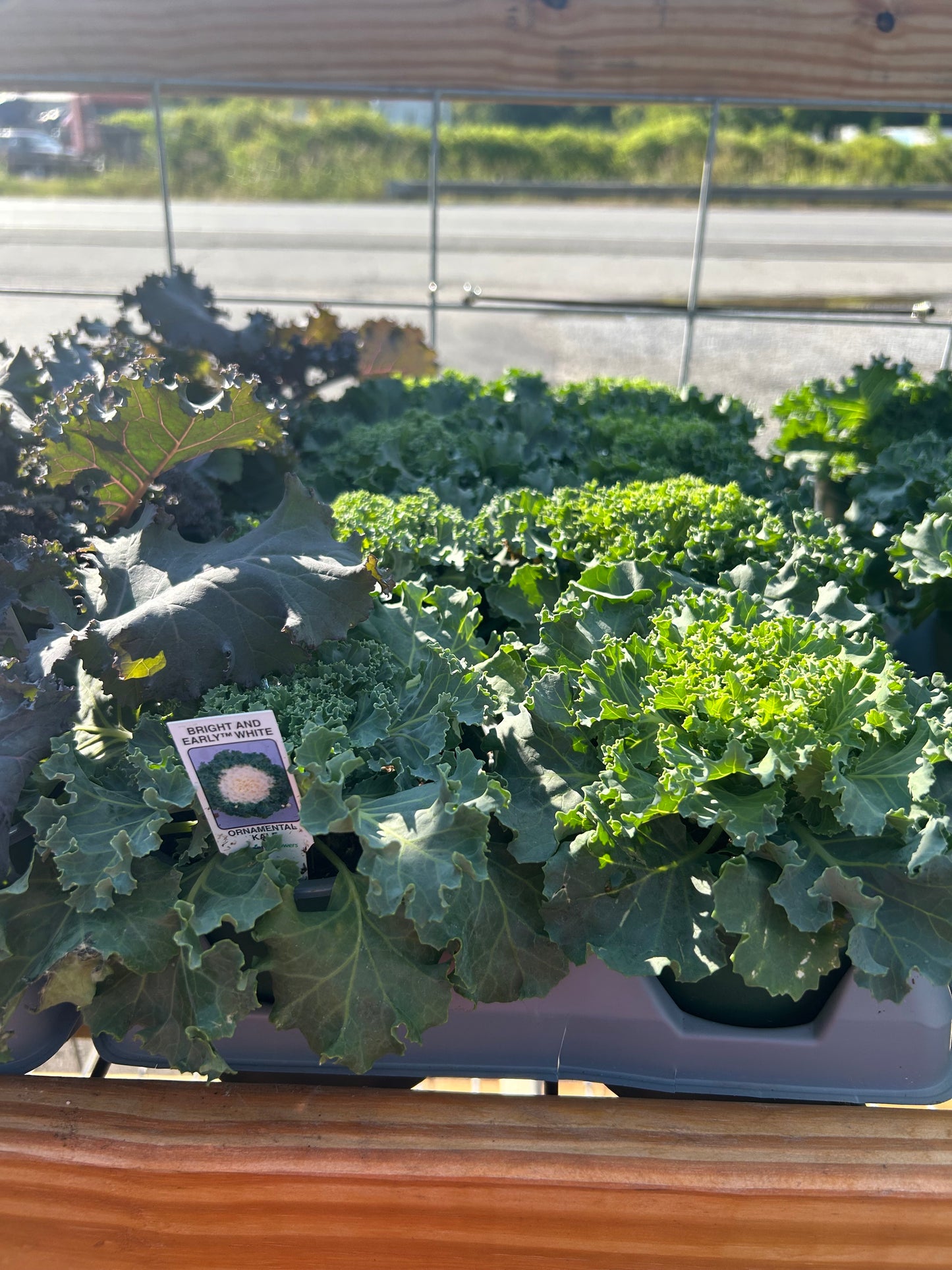 5” Ornamental Veggie
