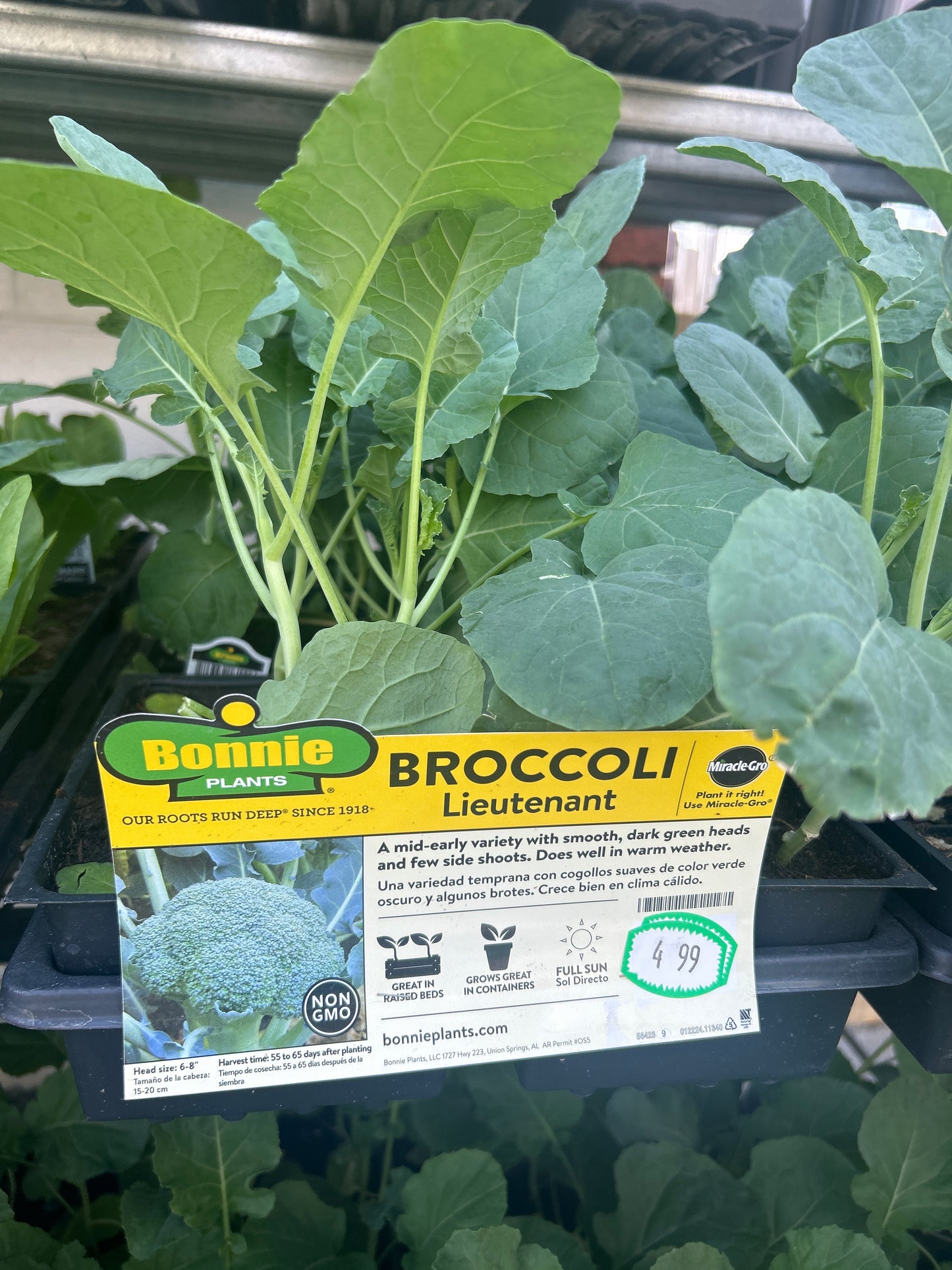 Broccoli Lieutenant 6 Pack