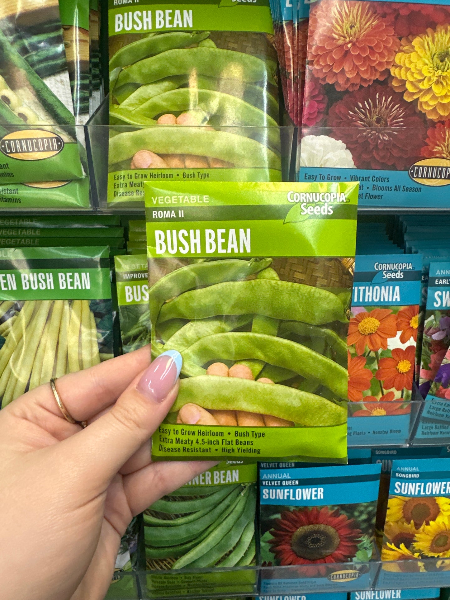 Roma ll Bush Bean