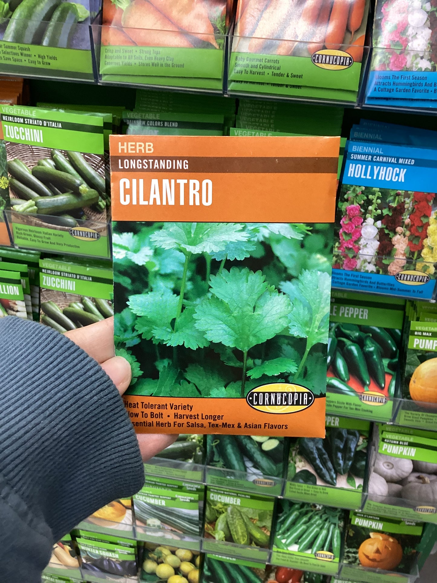 Longstanding Cilantro