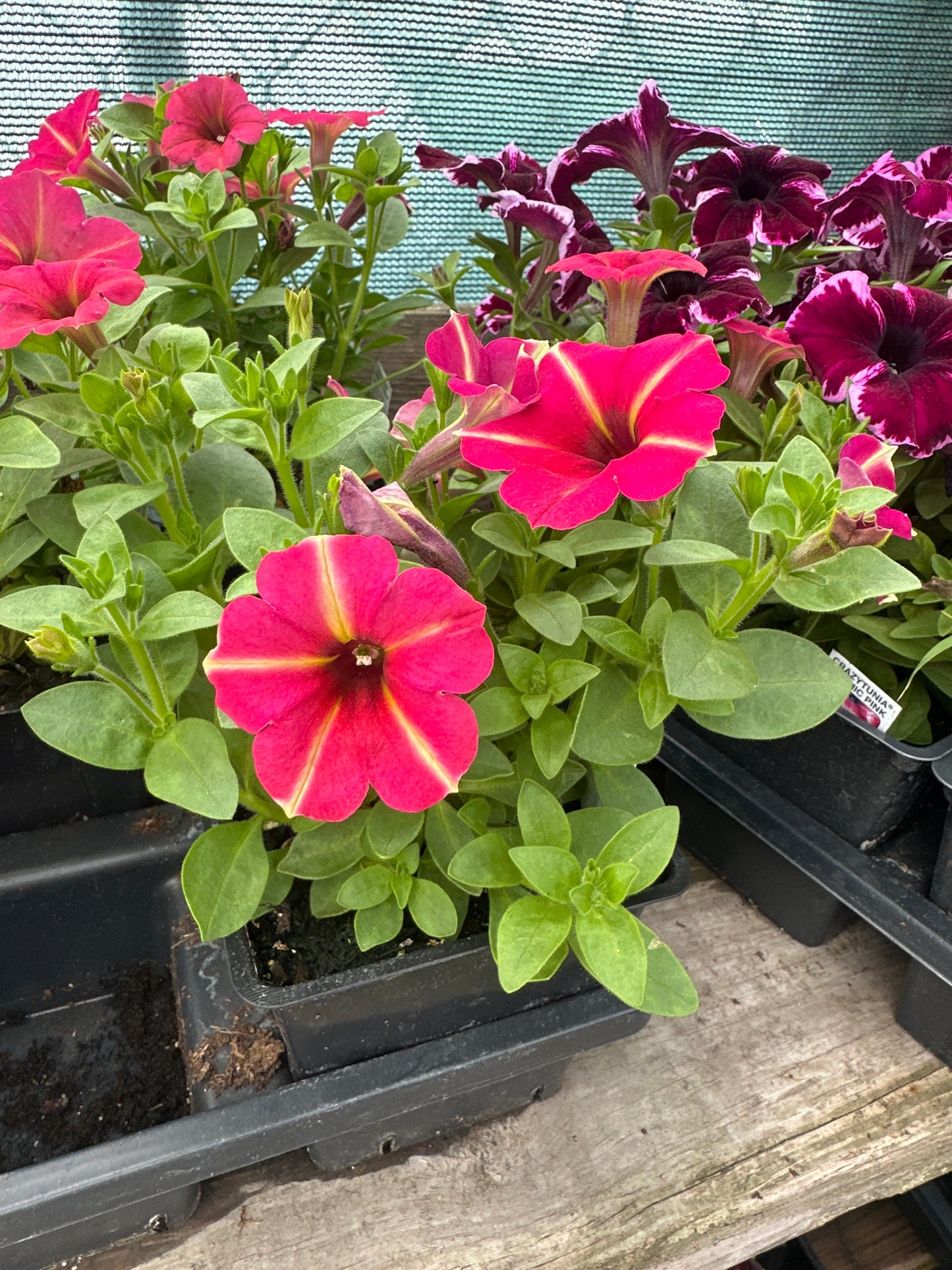 Crazytunia Amarena Cream
