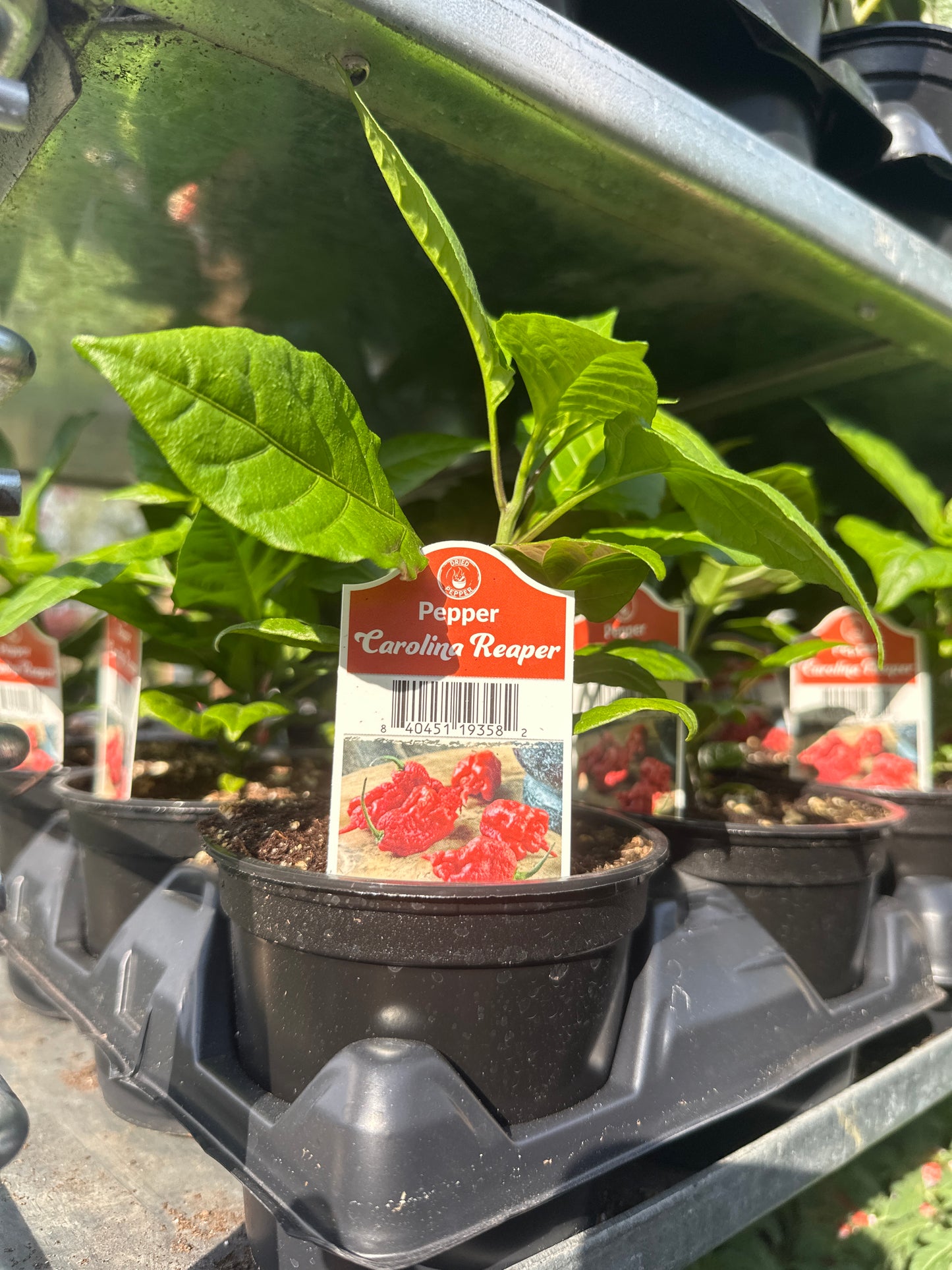 Carolina Reaper Pepper Cup