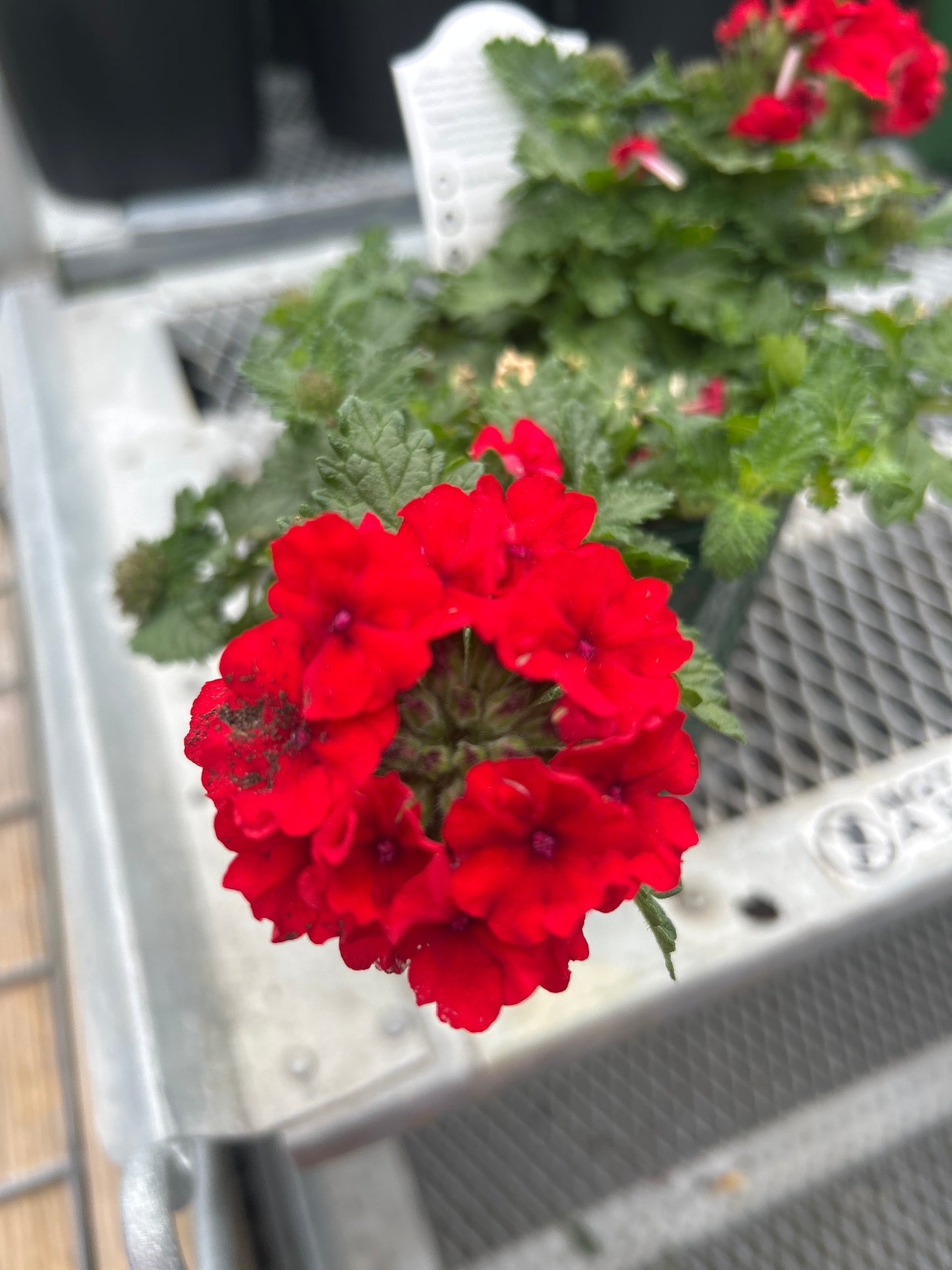 Verbena Cup
