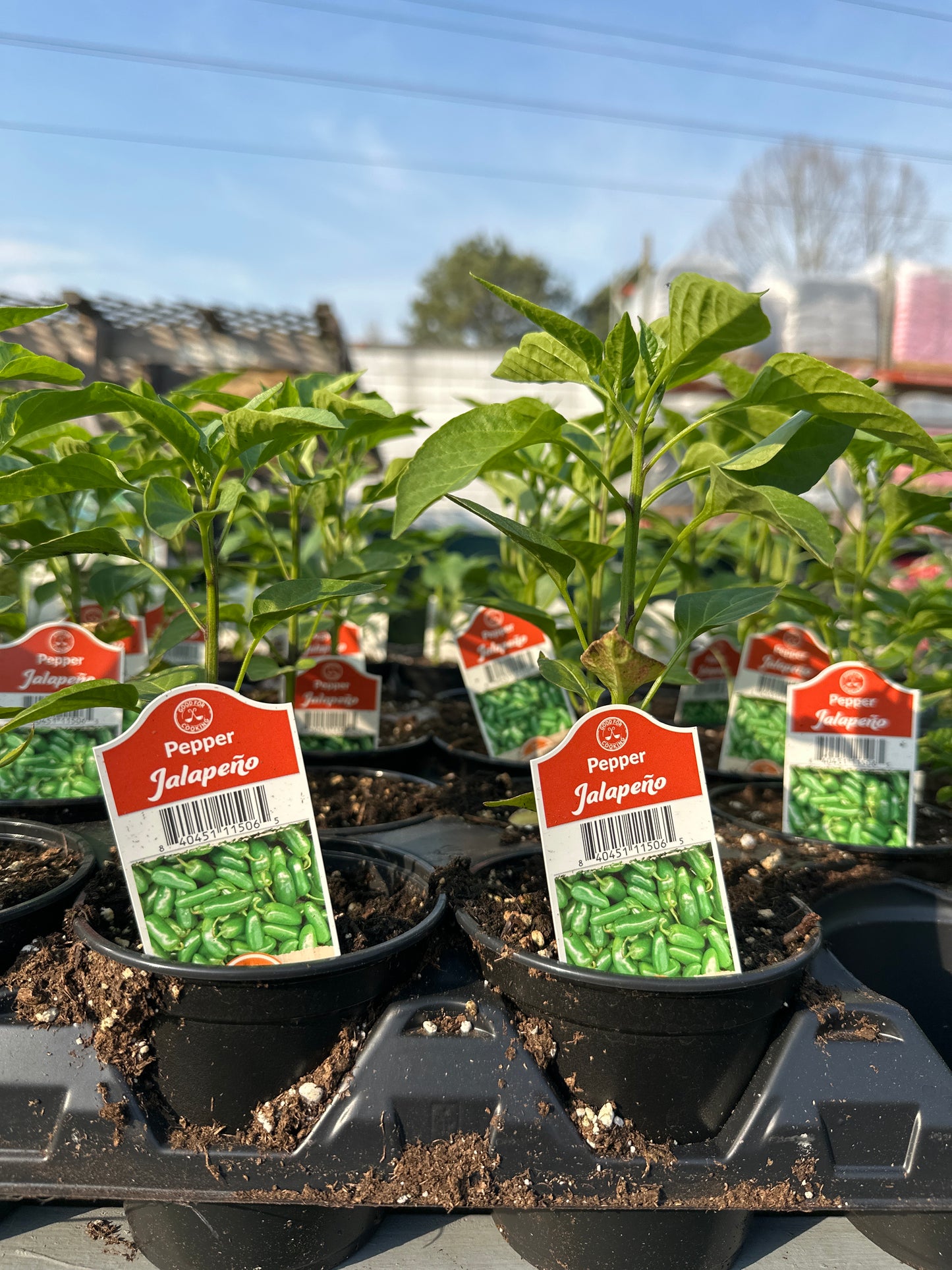 Jalapeno Pepper