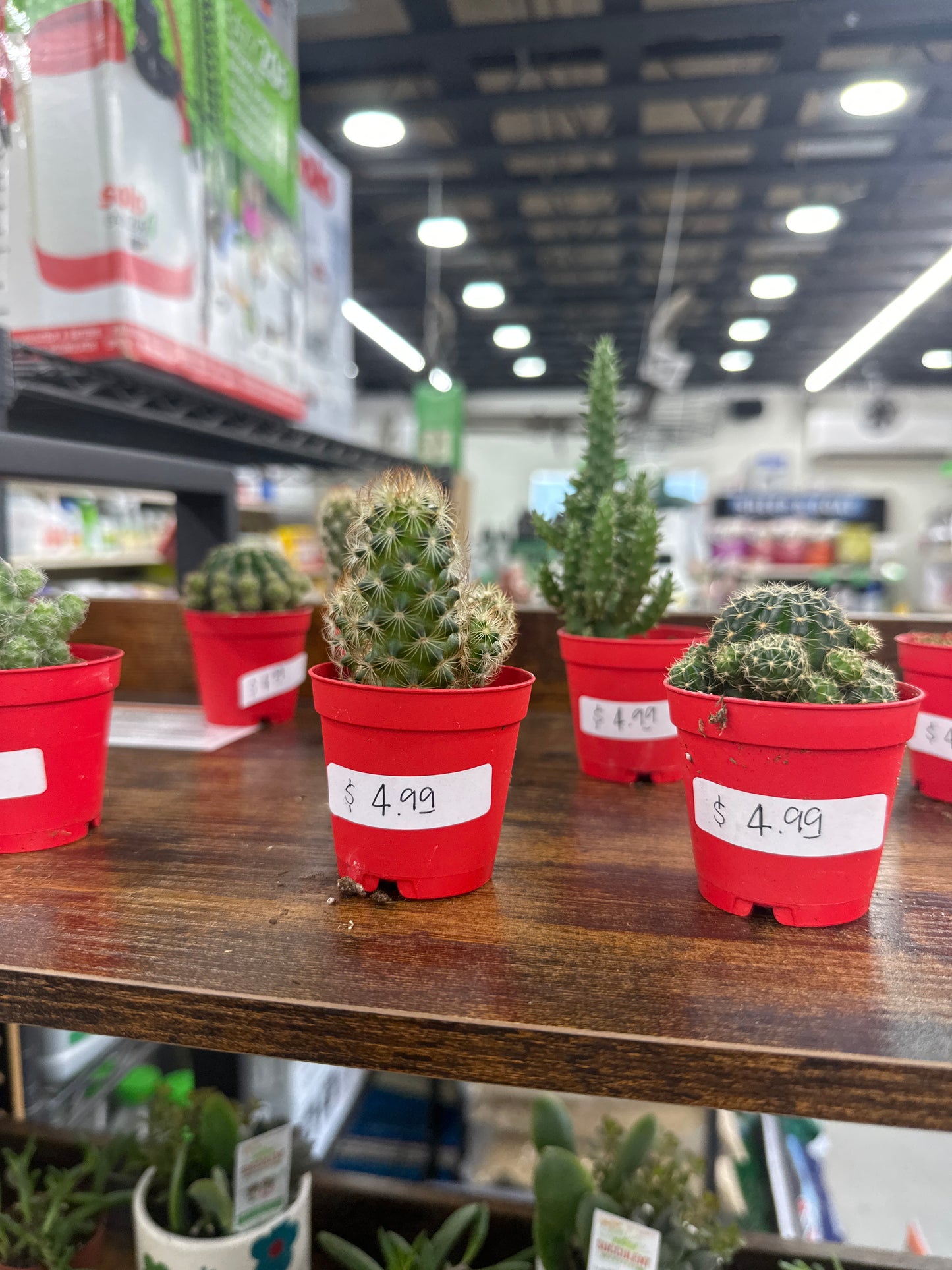 2” Mini Cactus