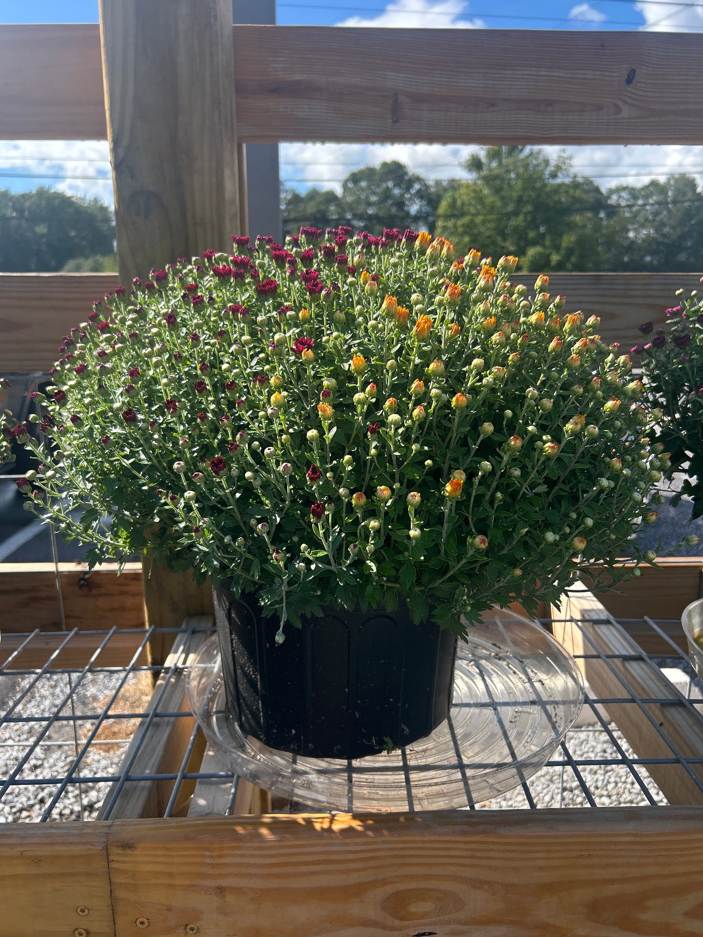 Large Multicolor Mum