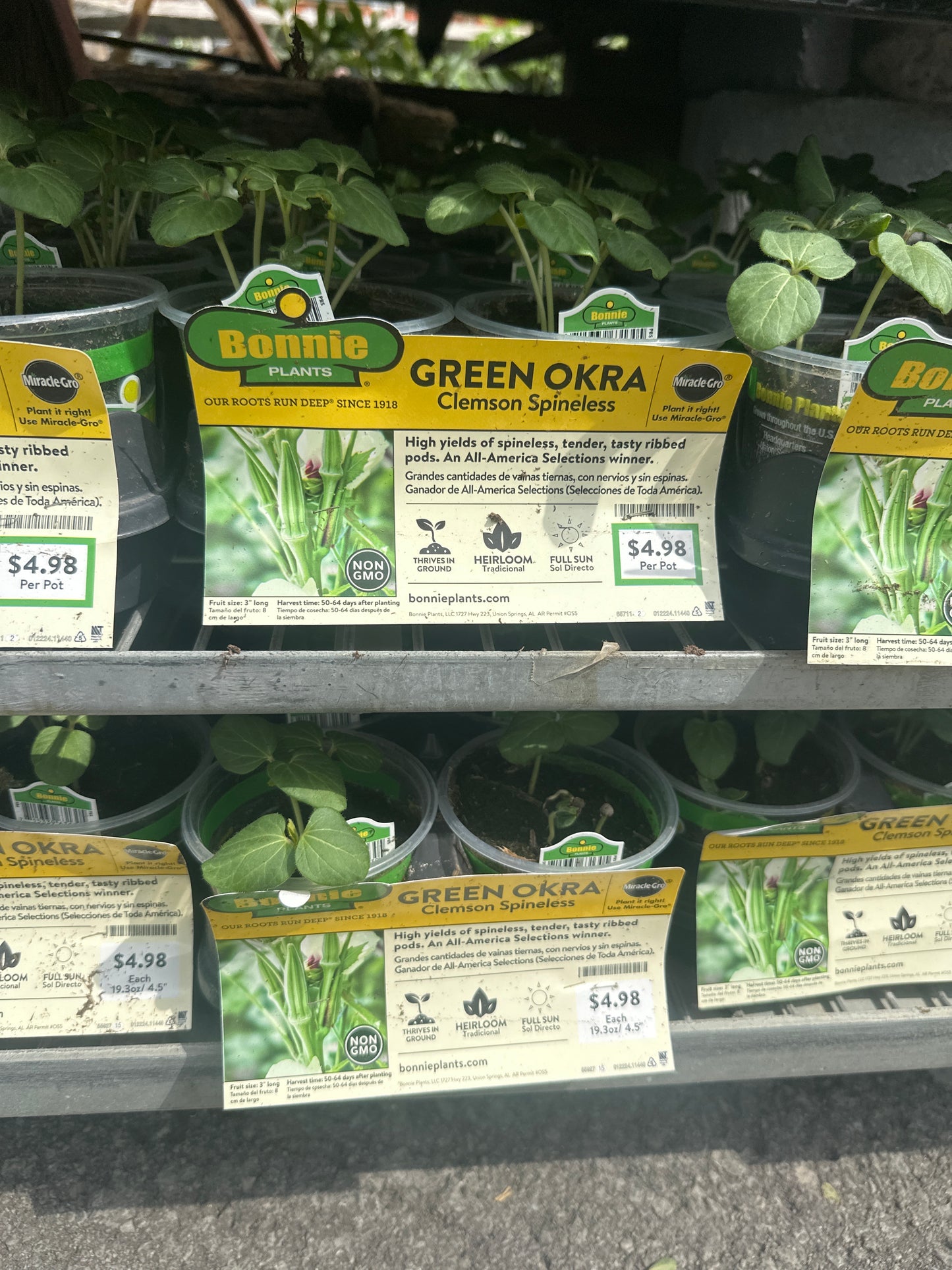 Bonnie Green Okra Clemson Spineless