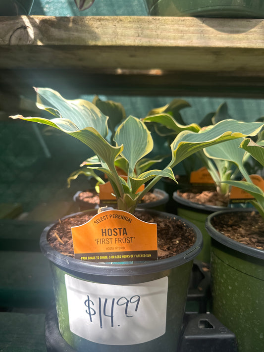 Hosta