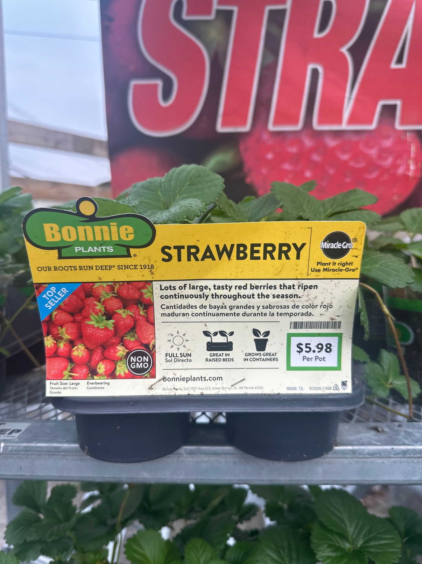Bonnie Strawberry Cup