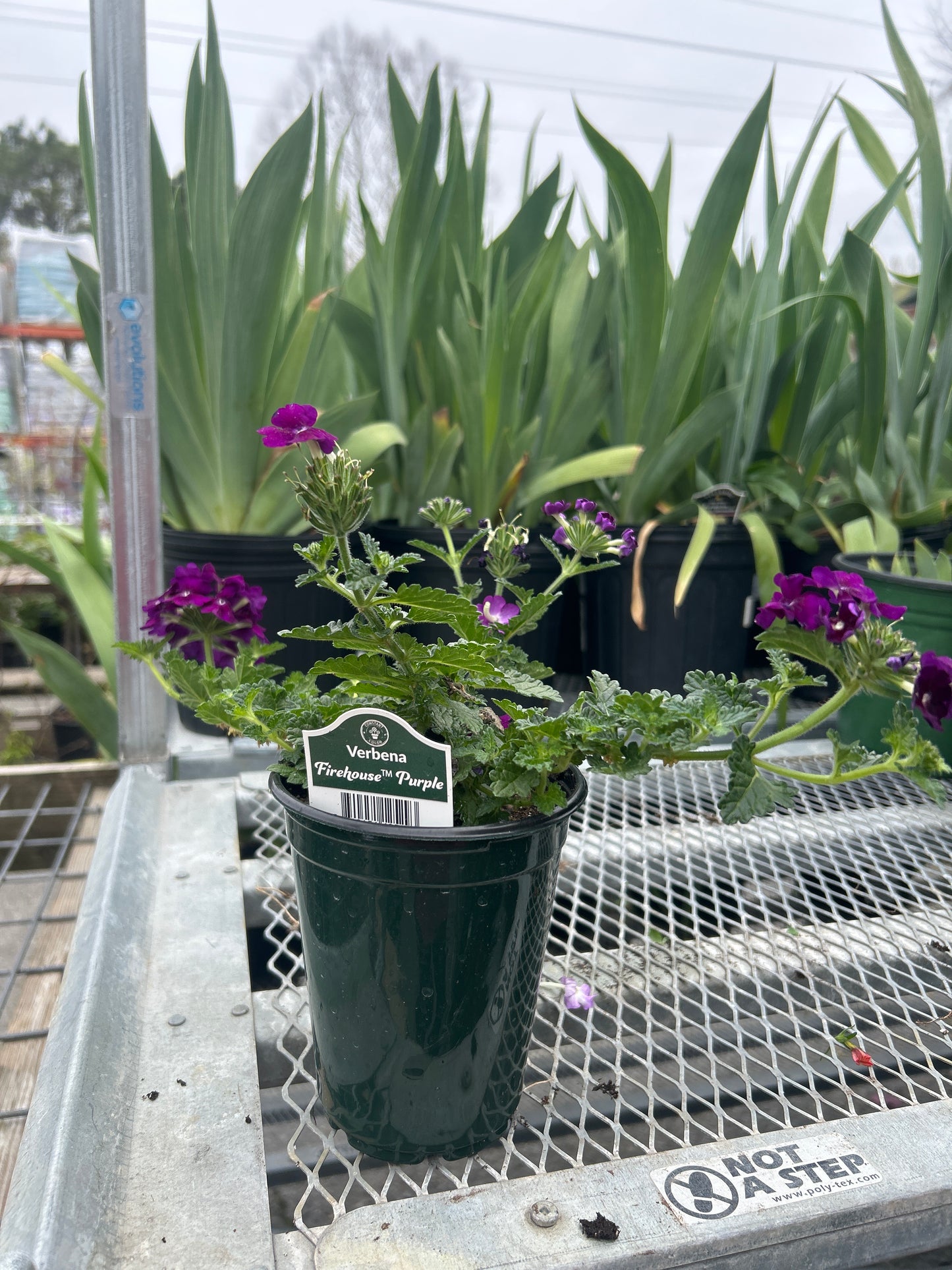 Verbena Firehouse Purple