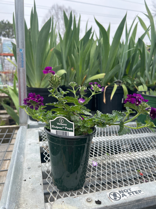 Verbena Firehouse Purple