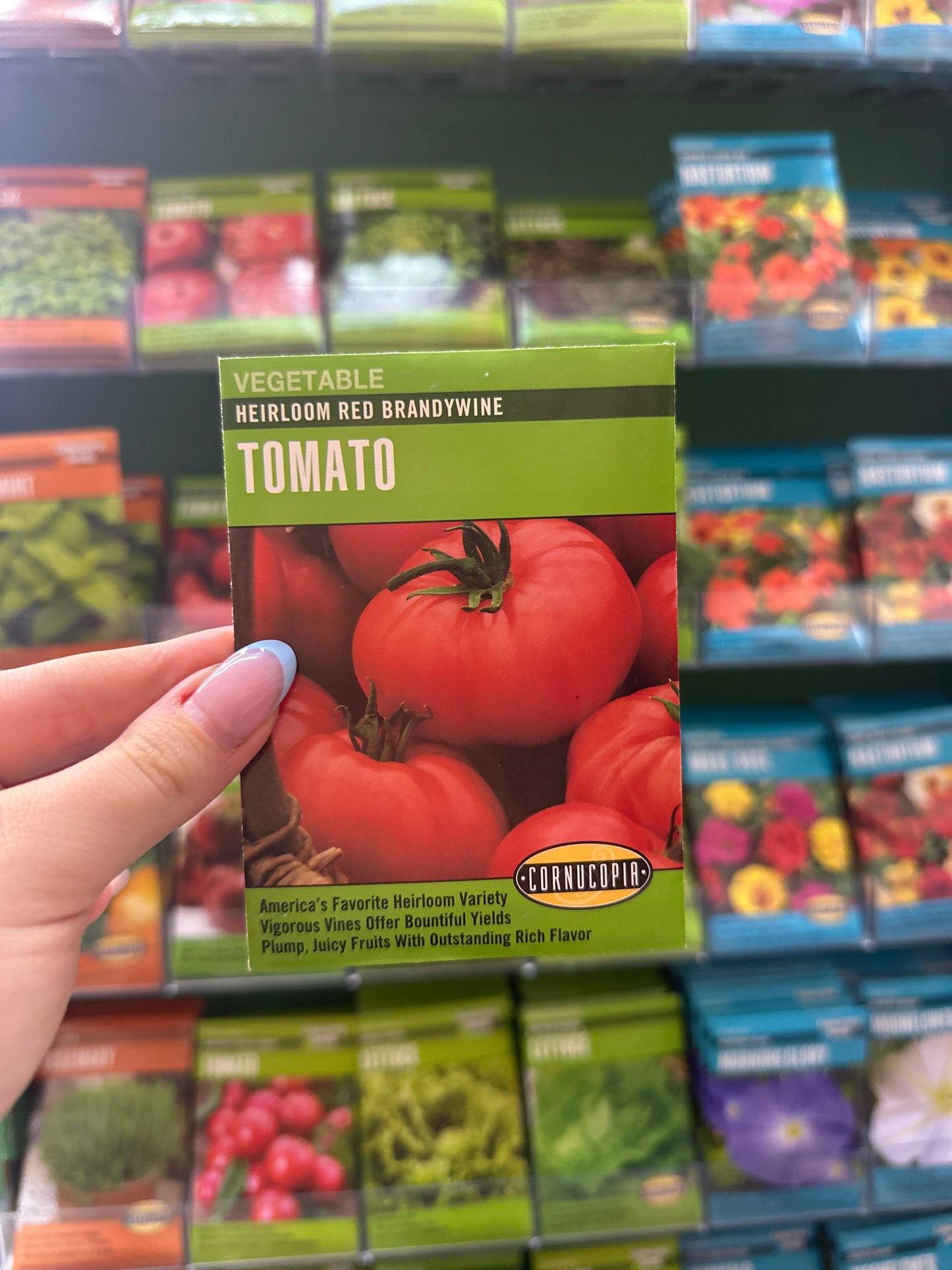 Heirloom Red Brandywine Tomato