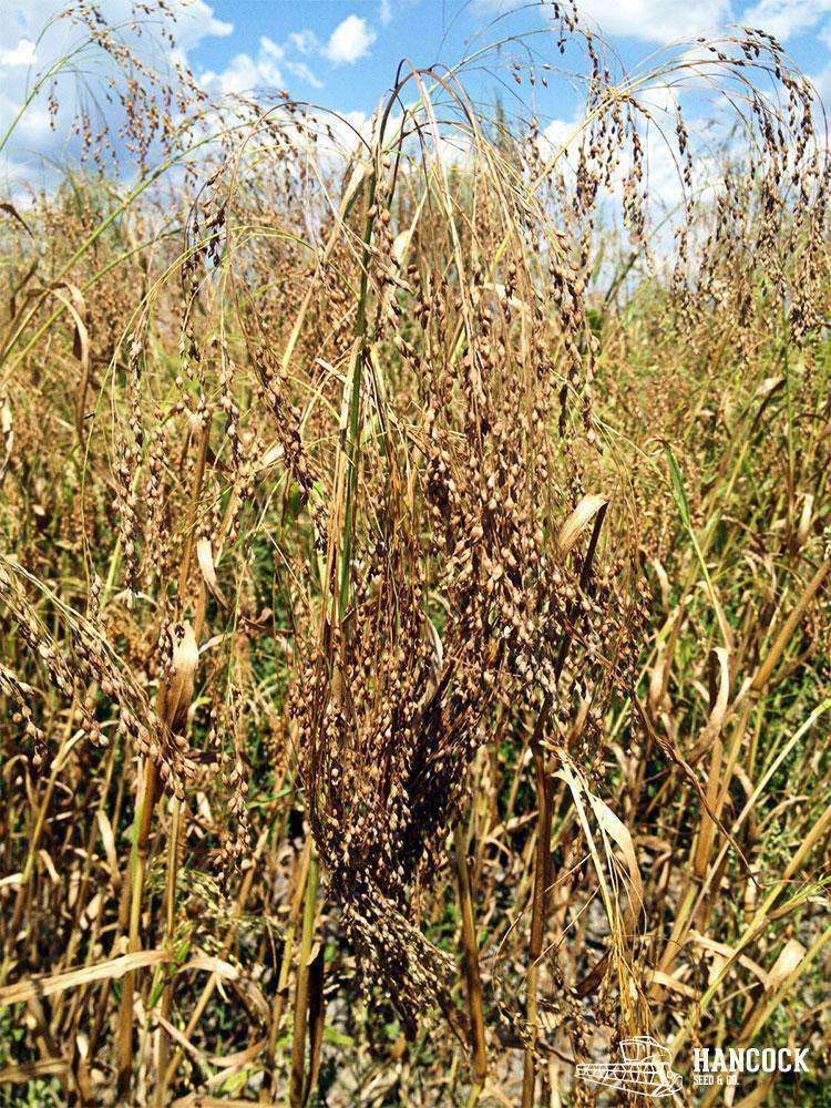 Dove Proso Millet