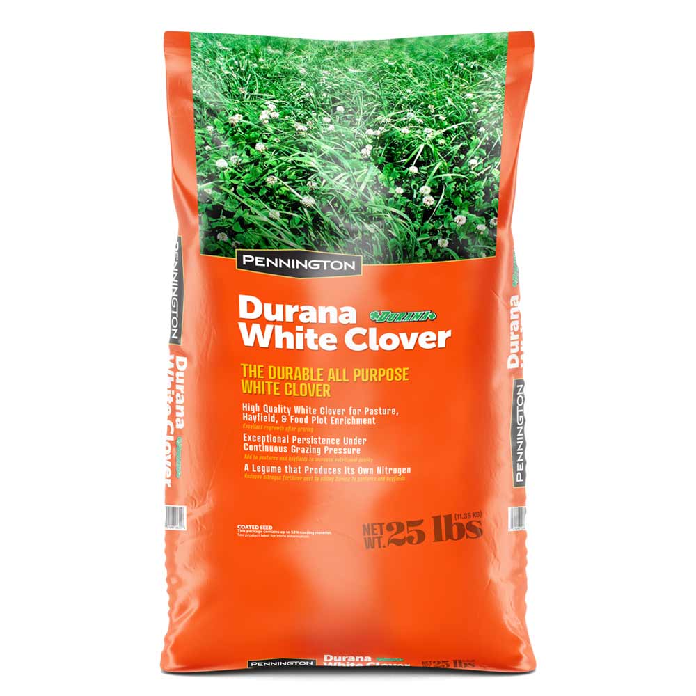 Pennington Durana White Clover