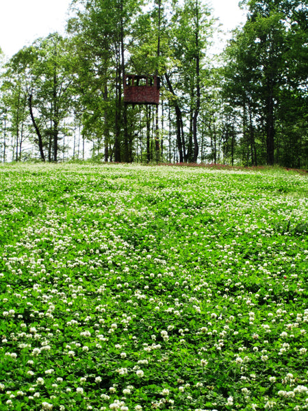 RACKMASTER Durana Perennial White Clover
