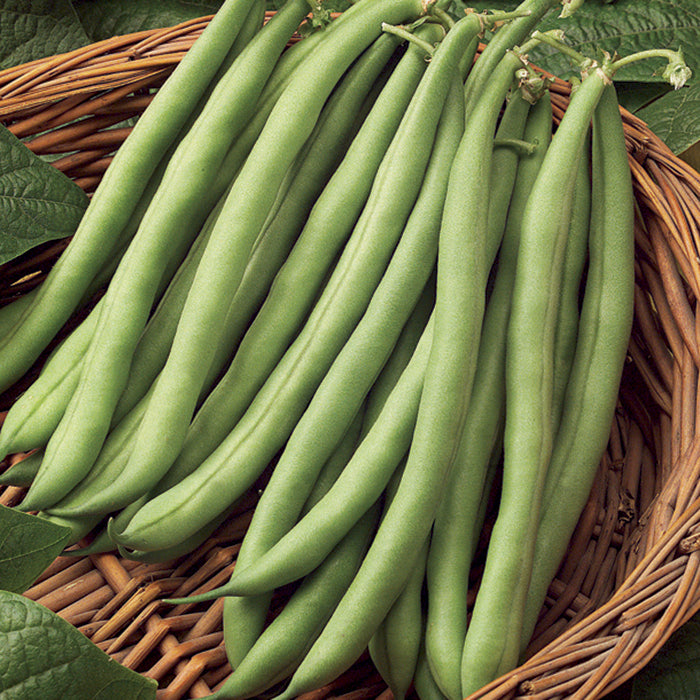 Blue Lake Stringless Pole Bean