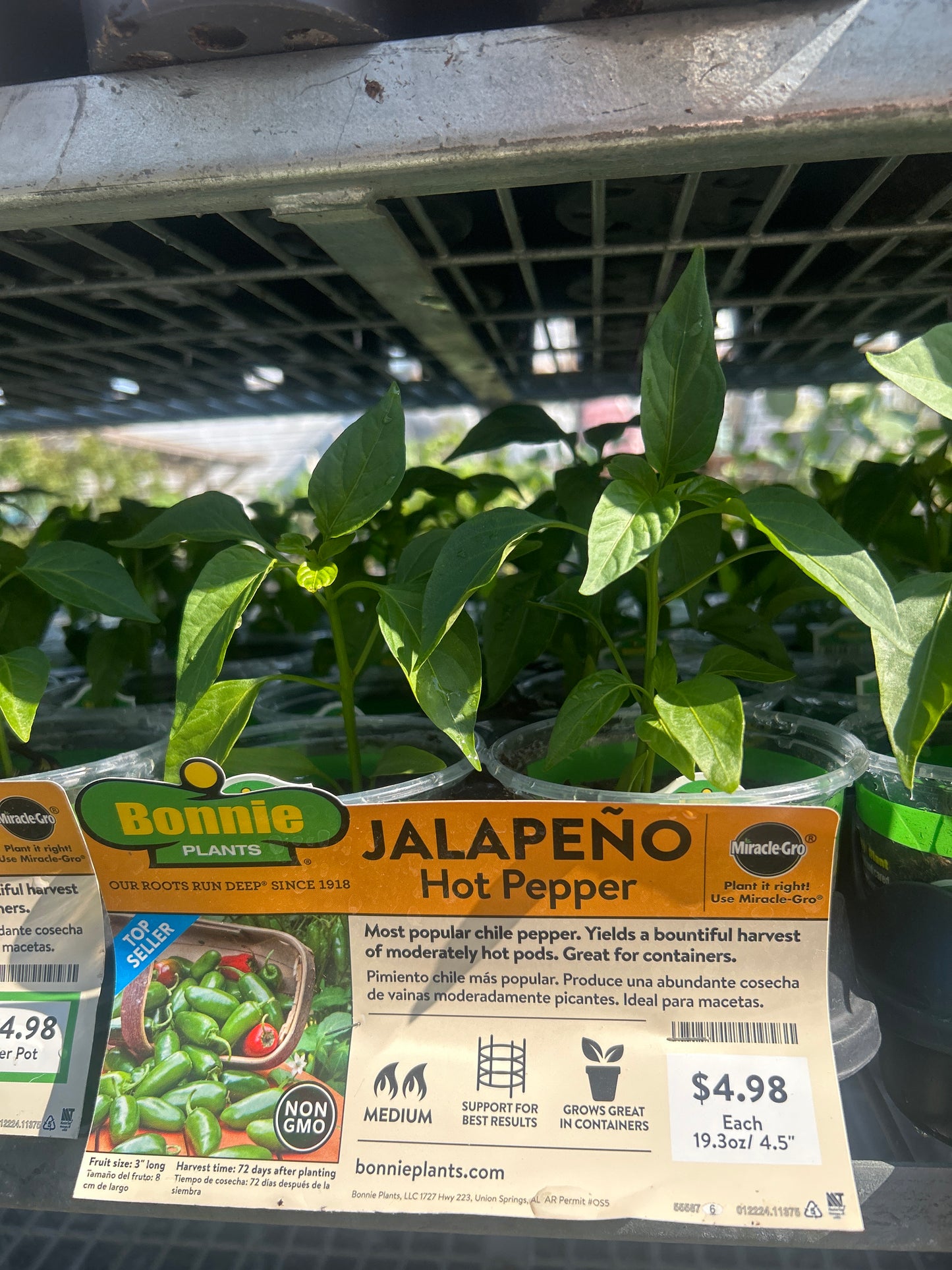 Jalepeño Hot Pepper Bonnie Cup