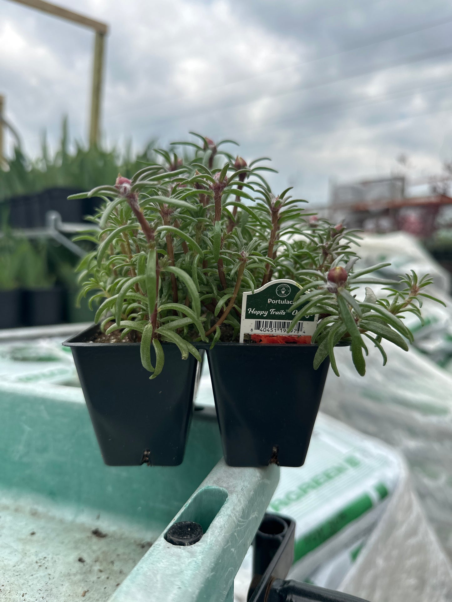 Portulaca Happy Trails Orange