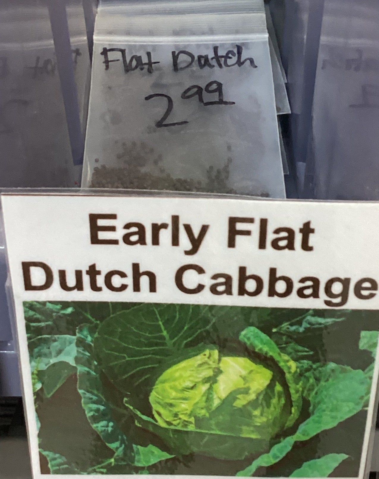 Early Flat Dutch Cabbage Seeds