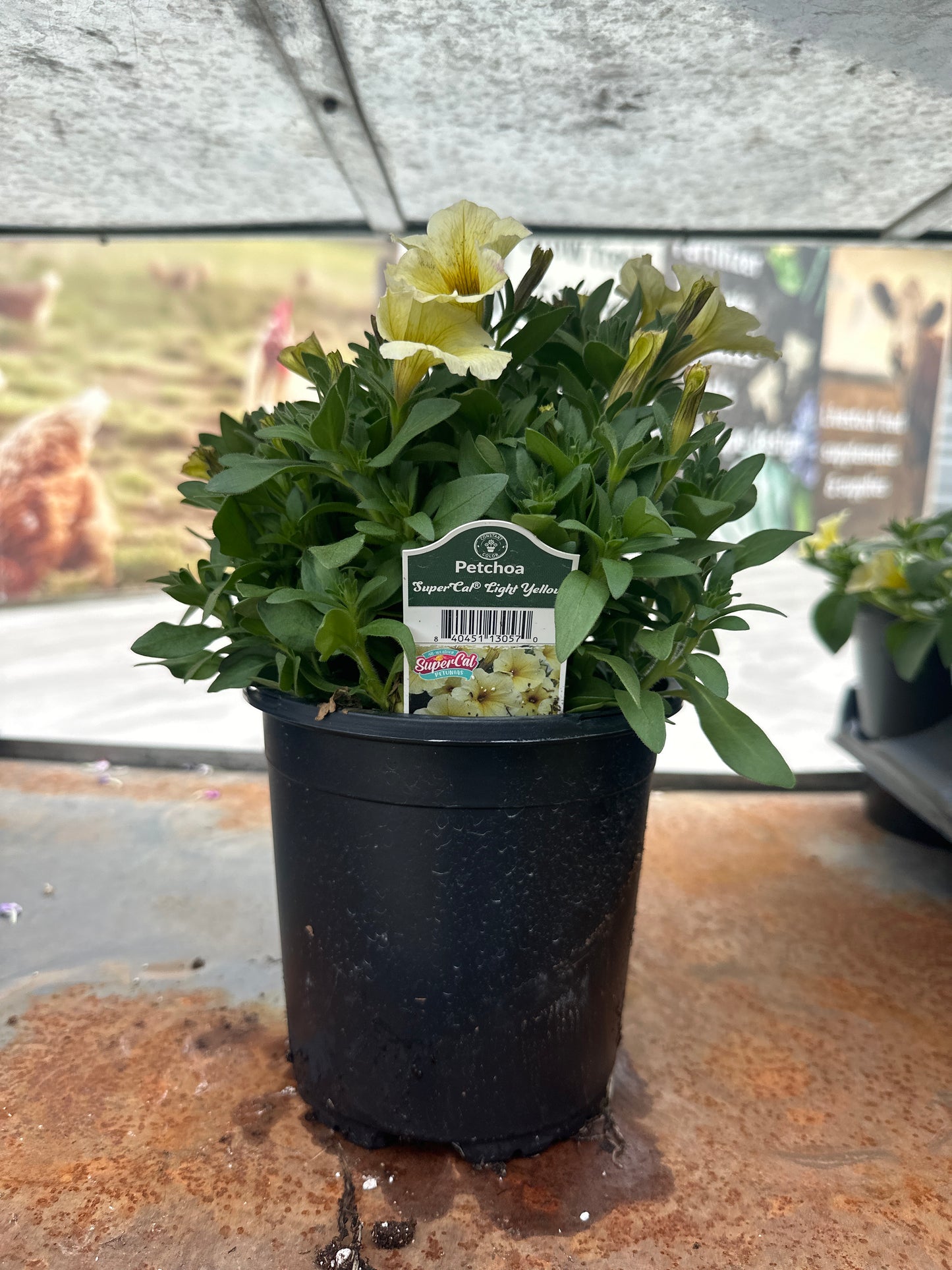 Petchoa SuperCal Light Yellow