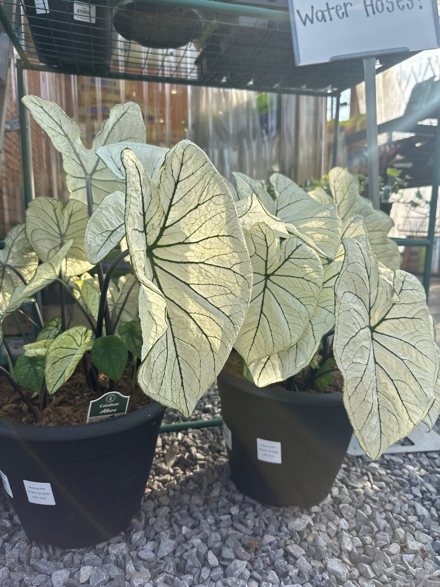 Caladium Allure