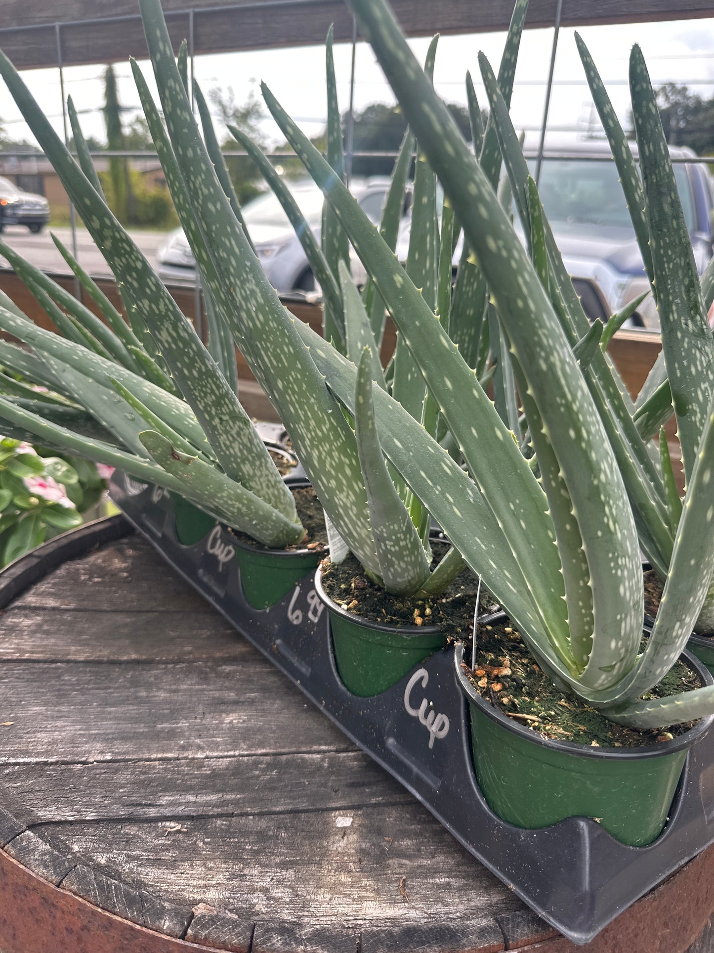 Aloe