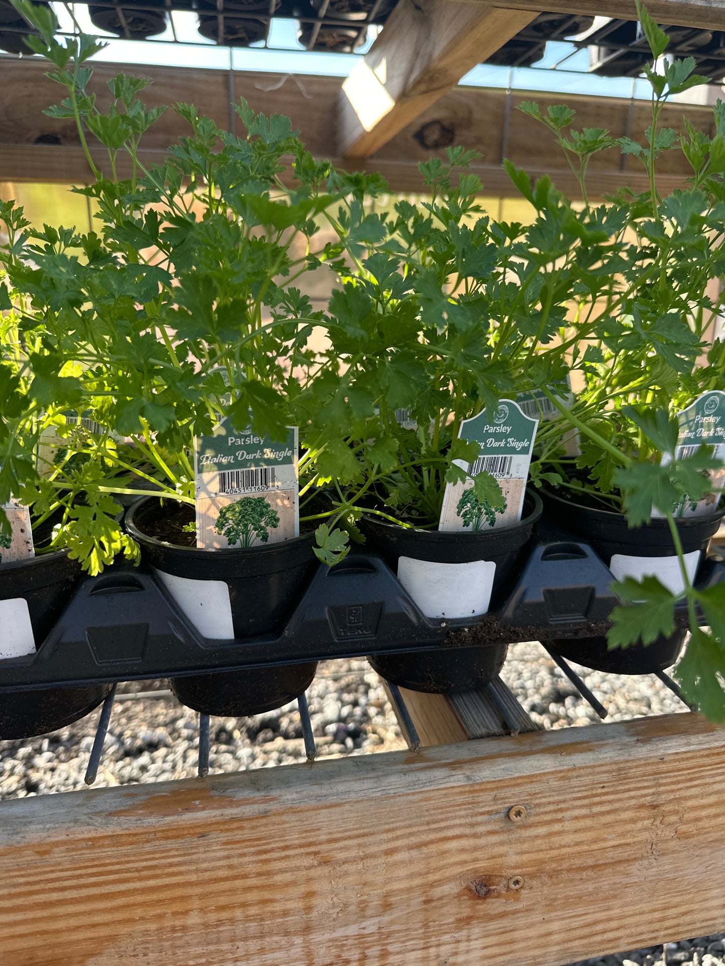 Italian Parsley