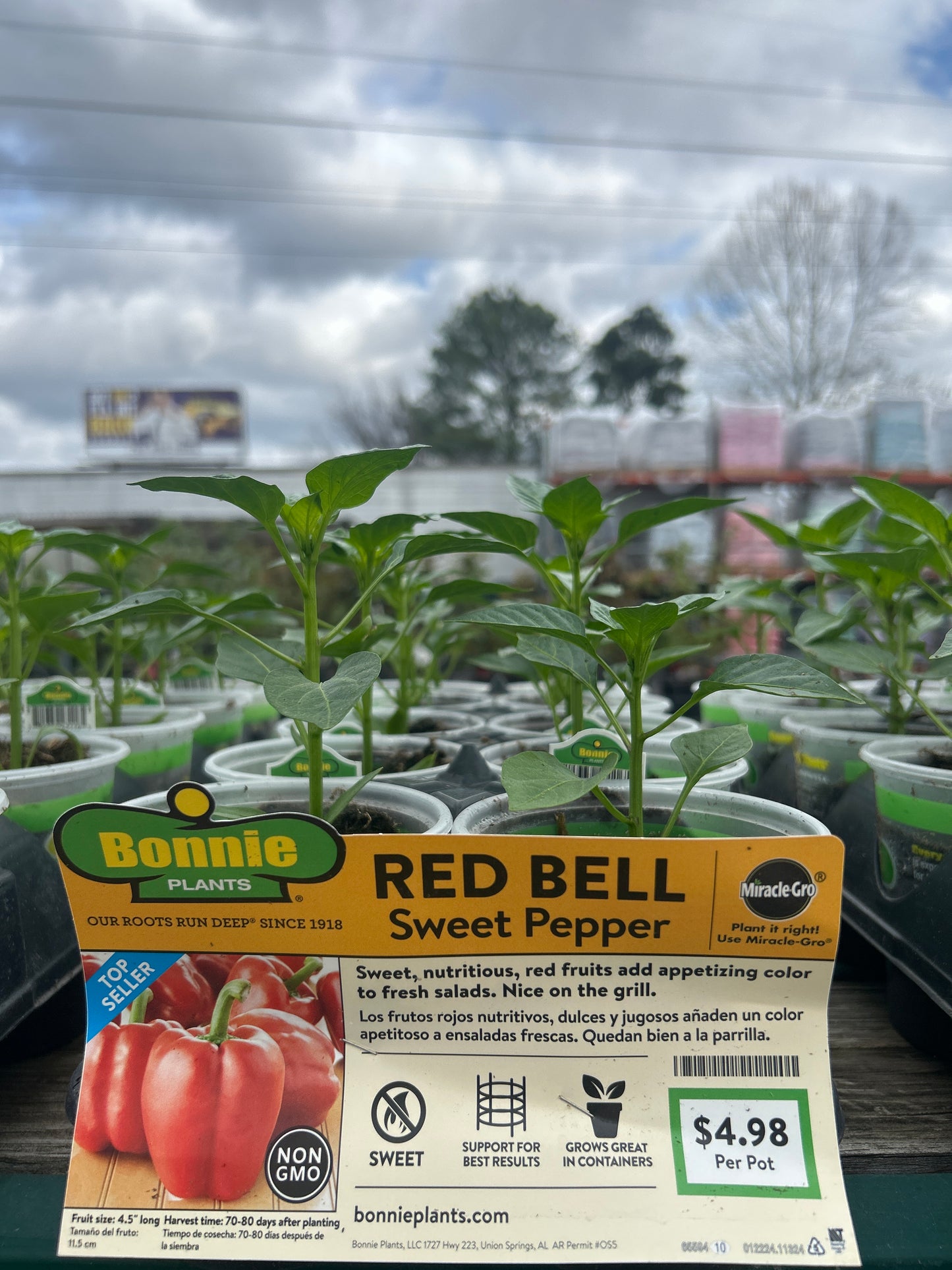 Sweet Bell Pepper Bonnie Cup