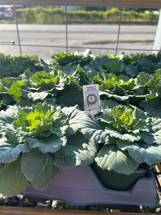 5” Ornamental Veggie