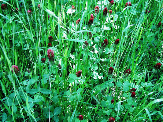 RACKMASTER Fall Deluxe Deer Mixture - Food Plot Seed