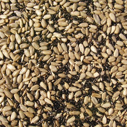 Cole's Finch Friends