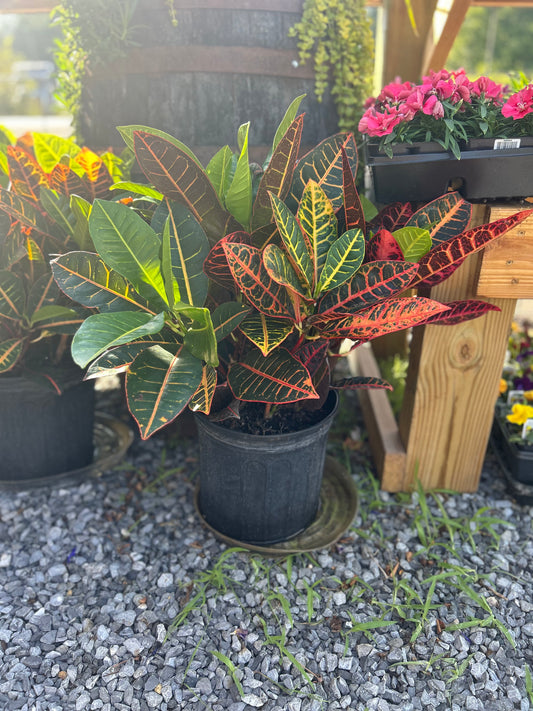 10” Croton