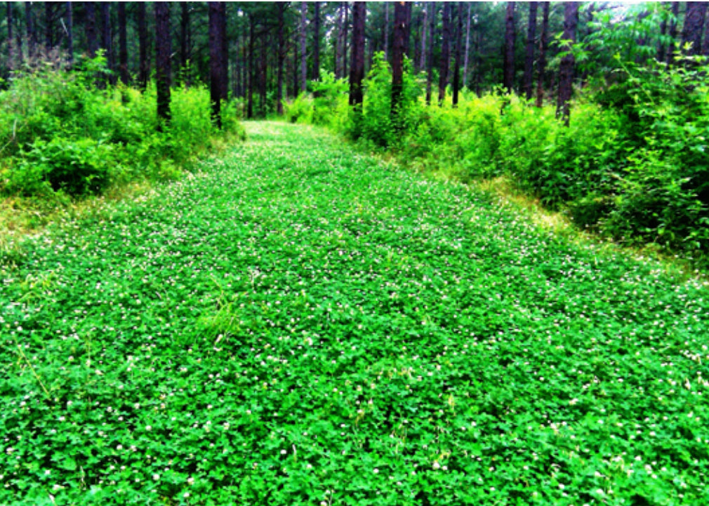 White Ladino Clover Seed