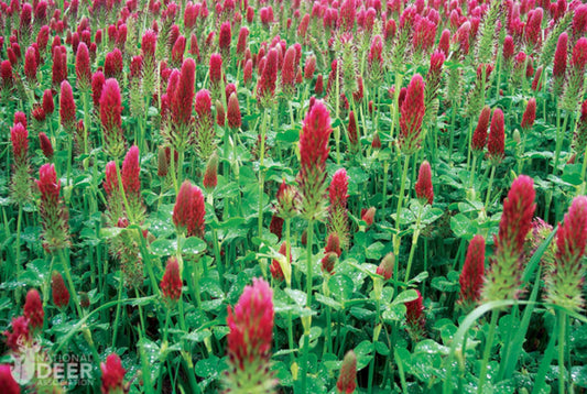 Red Crimson Clover Seed